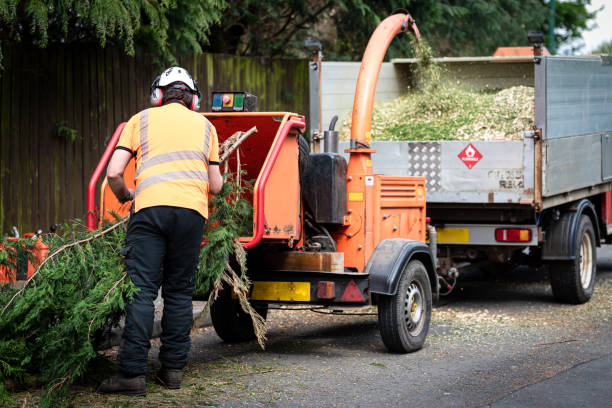 Professional Tree Services in Spencer, WI