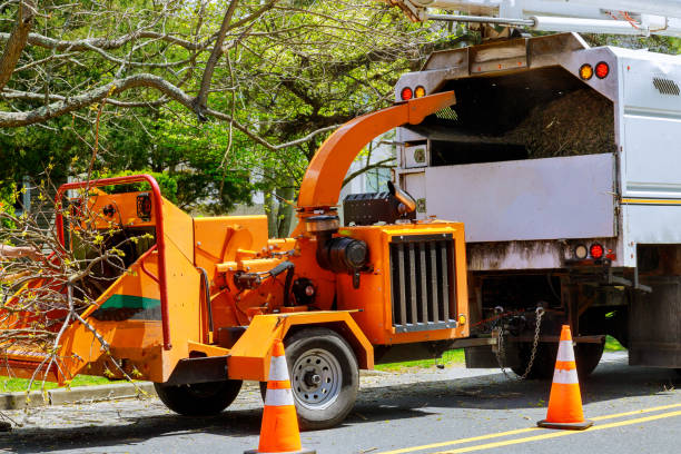 Best Tree Cabling and Bracing  in Spencer, WI