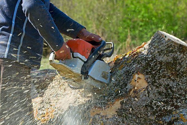 How Our Tree Care Process Works  in  Spencer, WI